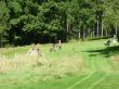 Golfový turnaj CZ OKNA vše za 3